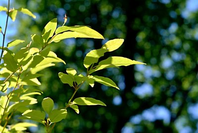 Magnolia salicifolia - šácholan vrbolistý - letní listy